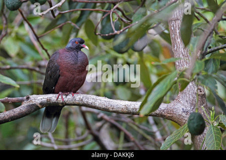 laurel pigeon (Columba junoniae), male sitting in a fig tree, Canary Islands, La Palma Stock Photo