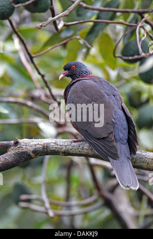 laurel pigeon (Columba junoniae), male sitting in a fig tree, Canary Islands, La Palma Stock Photo