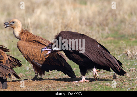 cinereous vulture (Aegypius monachus), cinereous vulture and griffon vulture going to a dead sheep, Spain, Extremadura Stock Photo