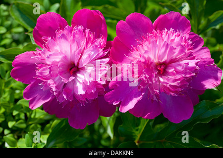 paeony (Paeonia officinalis ssp. villosa), flowers Stock Photo