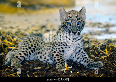 Persian leopard, Caucasian leopard (Panthera pardus saxicolor, Panthera pardus ciscaucasica), lying juvenile Stock Photo