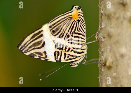 Dirce Beauty, Zebra Mosaic (Colobura dirce, Papilio dirce), hanging at a branch Stock Photo