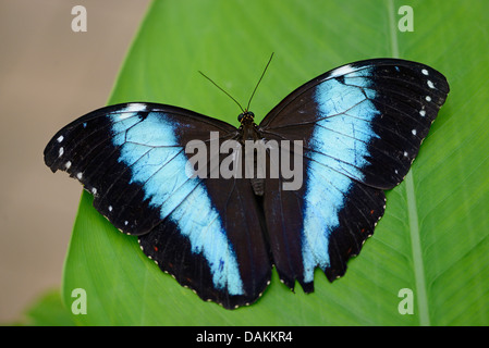 Blue banded Morpho (Morpho achilles), sitting on a leaf Stock Photo