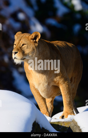 lion (Panthera leo), female standing on snow-covered rock Stock Photo