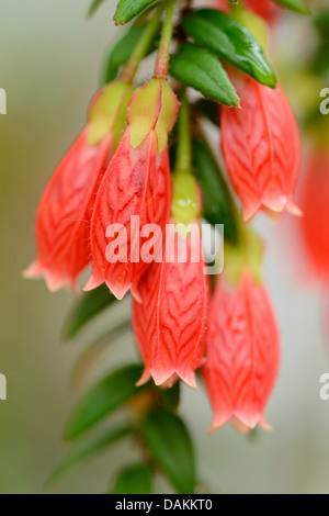 shrub heather (Agapetes serpens, Pentapterygium serpens), flowers Stock Photo