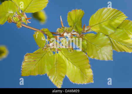 common beech (Fagus sylvatica), branch with male flowers, Germany Stock Photo