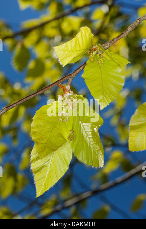 common beech (Fagus sylvatica), branch with male flowers, Germany Stock Photo