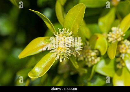 common box, boxwood (Buxus sempervirens), blooming branch, Germany Stock Photo