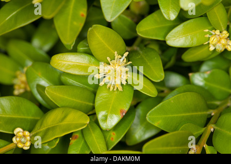 common box, boxwood (Buxus sempervirens), blooming branch, Germany Stock Photo