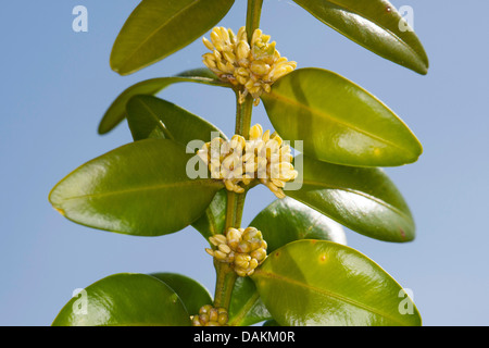 common box, boxwood (Buxus sempervirens), blooming branch, Germany Stock Photo