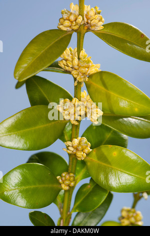 common box, boxwood (Buxus sempervirens), blooming branch, Germany Stock Photo