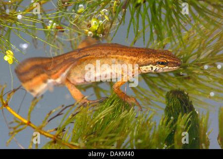 Palmate newt (Triturus helveticus, Lissotriton helveticus), swimming, Belgium Stock Photo