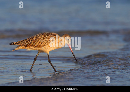 marbled godwit (Limosa fedoa), looking for food on the beach, USA, Florida Stock Photo