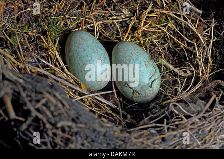 blackbird (Turdus merula), abandoned blackbird nest with two non hatched eggs, Germany Stock Photo