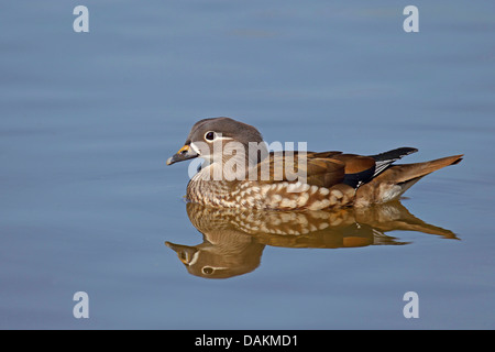 mandarin duck (Aix galericulata), female swimming, mirror image, Netherlands, Frisia Stock Photo