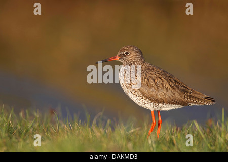 common redshank (Tringa totanus), standing at the coast in a meadow, Netherlands, Frisia Stock Photo