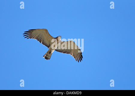 short-toed eagle (Circaetus gallicus), flying , Spain, Andalusia, Tarifa Stock Photo