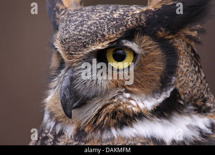 Great Horned Owl Eye Stock Photo