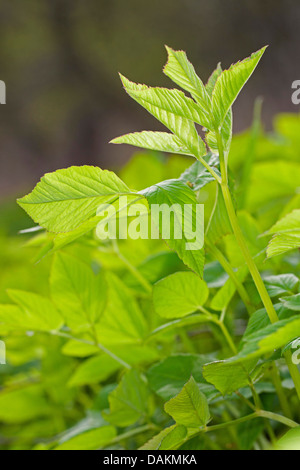 ground-elder, goutweed (Aegopodium podagraria), young leaves, Germany Stock Photo