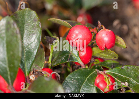 Eastern teaberry, American wintergreen (Gaultheria procumbens), fruiting Stock Photo