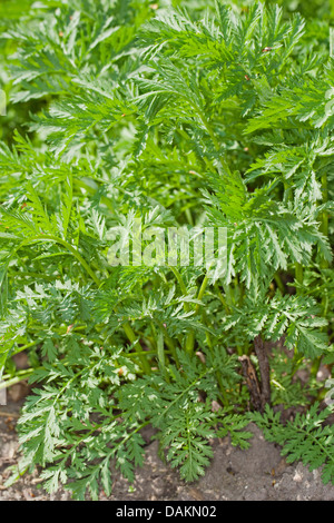common tansy (Tanacetum vulgare, Chrysanthemum vulgare), young leaves in spring, Germany Stock Photo