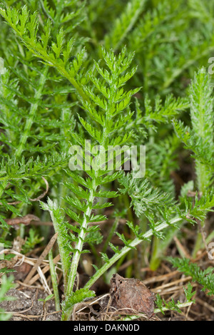 Yarrow, Common yarrow (Achillea millefolium), young leaves, Germany