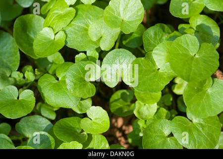 lesser celandine, fig-root butter-cup (Ranunculus ficaria, Ficaria verna), young fresh leaves, Germany Stock Photo