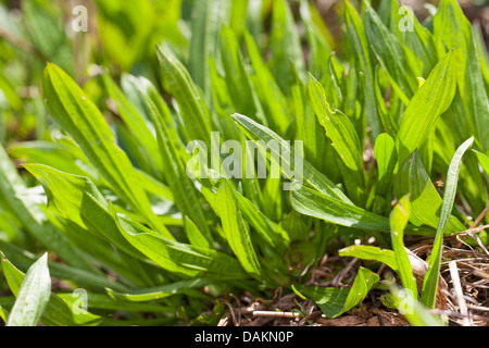 buckhorn plantain, English plantain, ribwort plantain, rib grass, ripple grass (Plantago lanceolata), young leaves, Germany Stock Photo