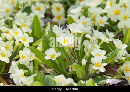 true English primrose (Primula acaulis, Primula vulgaris), blooming Stock Photo