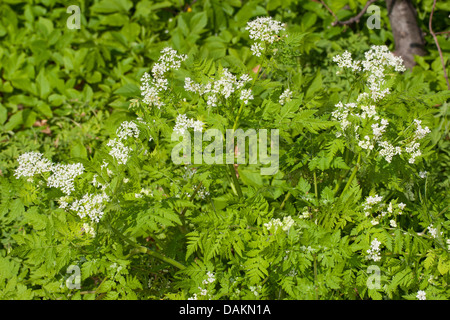Sweet cicely, Anise, Cicely, Spanish Chervil (Myrrhis odorata, Scandix odorata), blooming, Germany Stock Photo