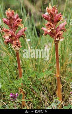 Thyme broomrape (Orobanche alba), blooming, Germany Stock Photo