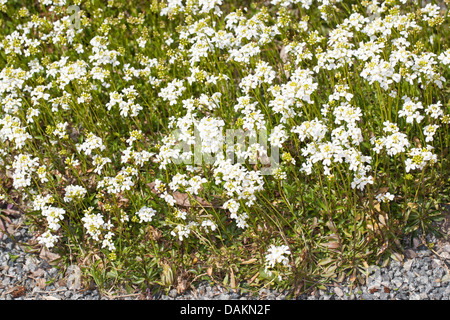 rock cress, rock-cress, running rockcress (Arabis procurrens, Arabis ferdinandi-coburgi), blooming Stock Photo