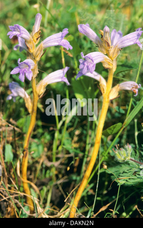 Yarrow broomrape, Purple Broomrape (Orobanche purpurea, Phelipanche purpurea), blooming, Germany Stock Photo