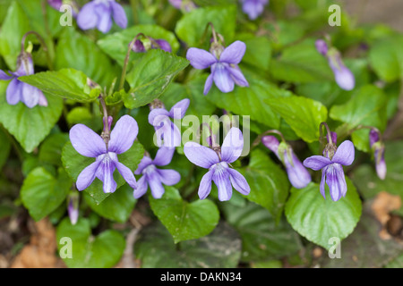 early dog-violet (Viola reichenbachiana), blooming, Germany Stock Photo