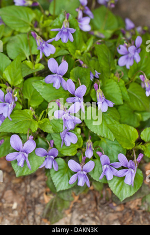 early dog-violet (Viola reichenbachiana), blooming, Germany Stock Photo