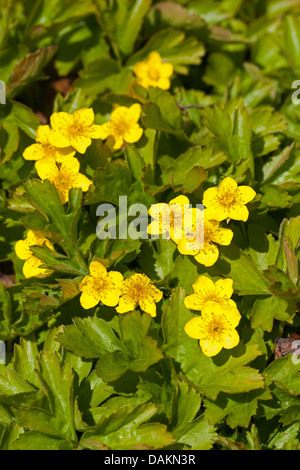 Waldsteinia (Waldsteinia geoides), blooming Stock Photo
