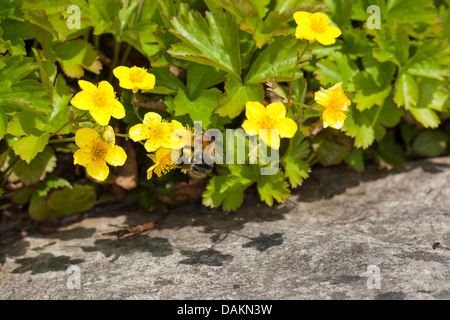 Waldsteinia (Waldsteinia geoides), blooming Stock Photo