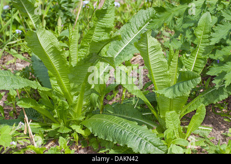wild teasel, Fuller's teasel, common teasel, common teazle (Dipsacus fullonum, Dipsacus sylvestris), leaf rosette, Germany Stock Photo