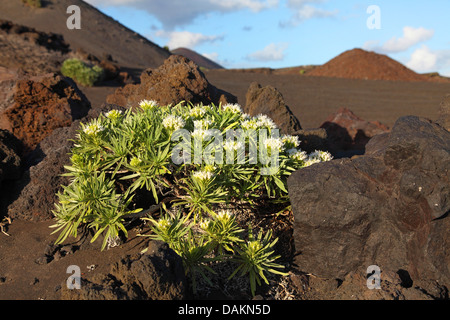bugloss (Echium brevirame), bugloss growing in lava field, Canary Islands, La Palma, Fuencaliente Stock Photo