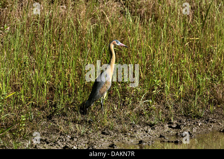 whistling heron (Syrigma sibilatrix), standing at the shore, Brazil, Mato Grosso do Sul Stock Photo