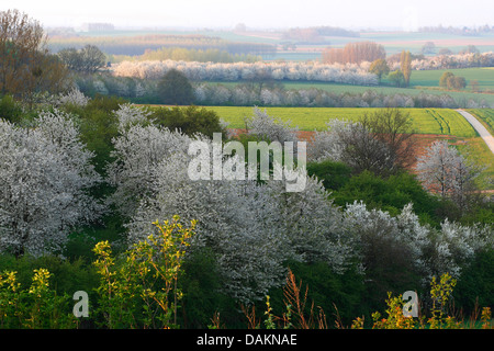 apple tree (Malus domestica), flowering fruit trees in field and meadow landscape, Belgium, Limburg Stock Photo