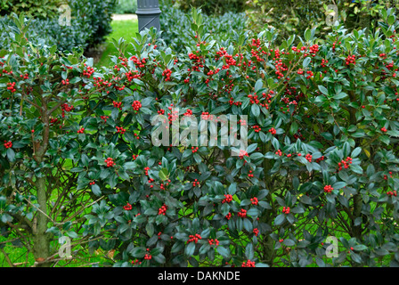 common holly, English holly (Ilex aquifolium 'JC van Tol', Ilex aquifolium JC van Tol), cultivar JC van Tol Stock Photo