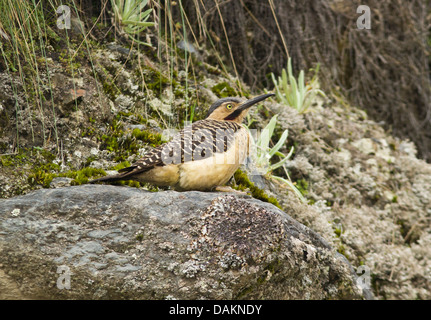 Portrait  of Andean Flicker,bird (Colaptes rapicola) sitting on a rock in high Andes Mountains, Peru Stock Photo
