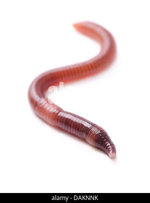 Single earthworm isolated on white Stock Photo