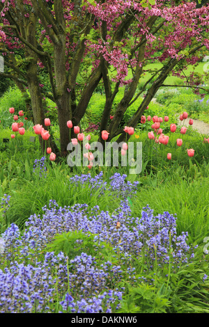 judas tree (Cercis siliquastrum), judas tree with tulips and blue bells, Germany Stock Photo