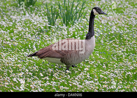 Canada goose (Branta canadensis), in flower meadow, Germany Stock Photo