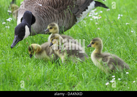 Canada goose (Branta canadensis), with chicks in meadow, Germany Stock Photo