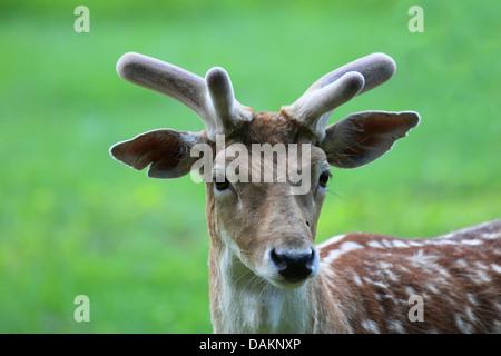 fallow deer (Dama dama, Cervus dama), male, velvet, Germany