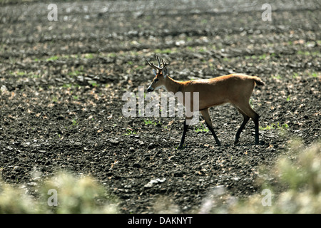 marsh deer, swamp deer (Blastocerus dichotomus, Odocoileus dichotomus), male, Brazil, Mato Grosso do Sul Stock Photo