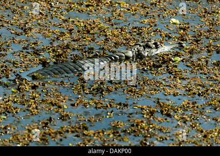 Paraguayan caiman (Caiman yacare, Caiman crocodilus yacare), lying in water, Brazil, Mato Grosso do Sul Stock Photo